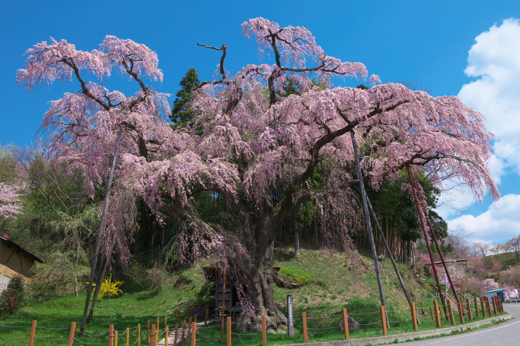 一本桜 紅枝垂地蔵ザクラ By Wind Of May Id 写真共有サイト Photohito