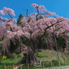一本桜 - 紅枝垂地蔵ザクラ