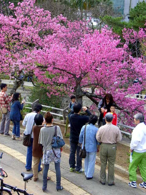 桜に集う