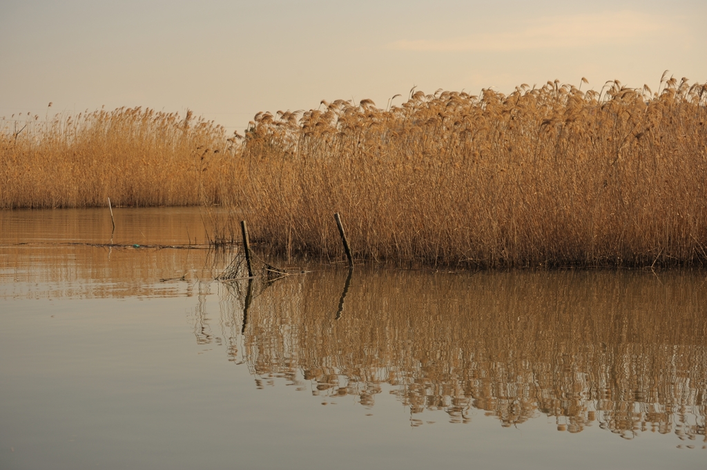 Tama river at late morning