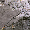 また桜の季節が来ました。