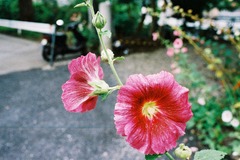 神社に咲く花