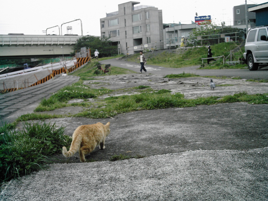 猫&鳩