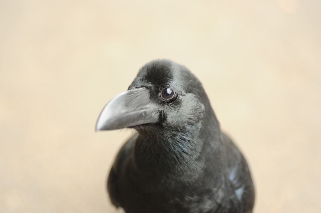 ワタシ、キレイ？