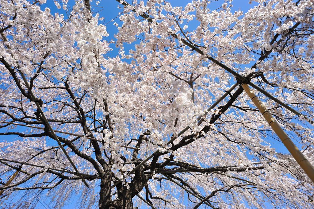 しだれ桜
