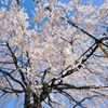 しだれ桜