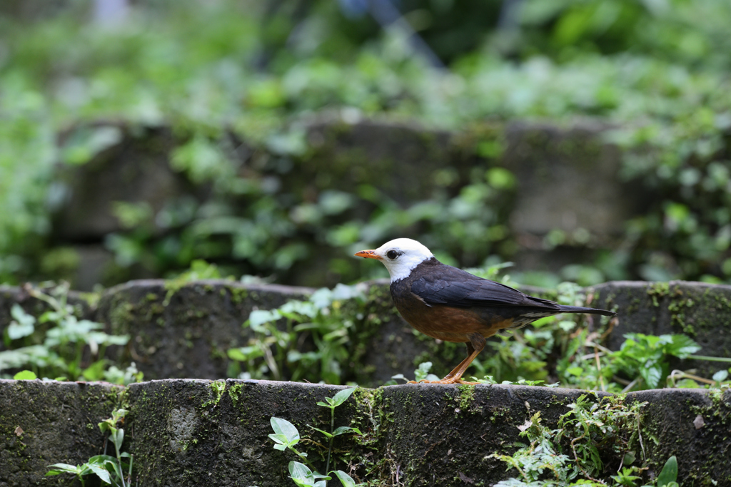 台湾ズグミ