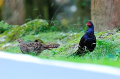 帝雉（テイキジ）-2