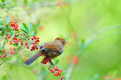 向いてこない 2