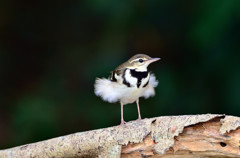 ファッションショー