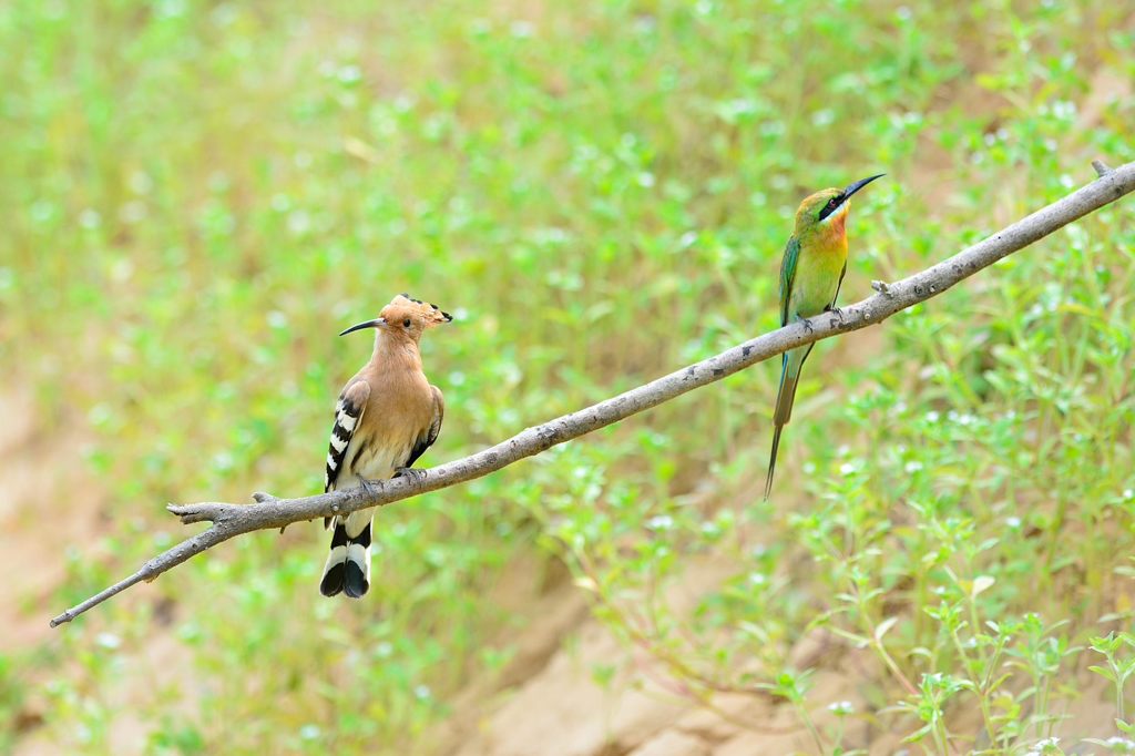 タイプじゃないですぅ