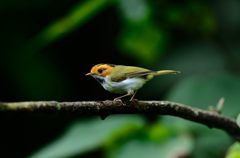 誰か呼んでいるの？？？