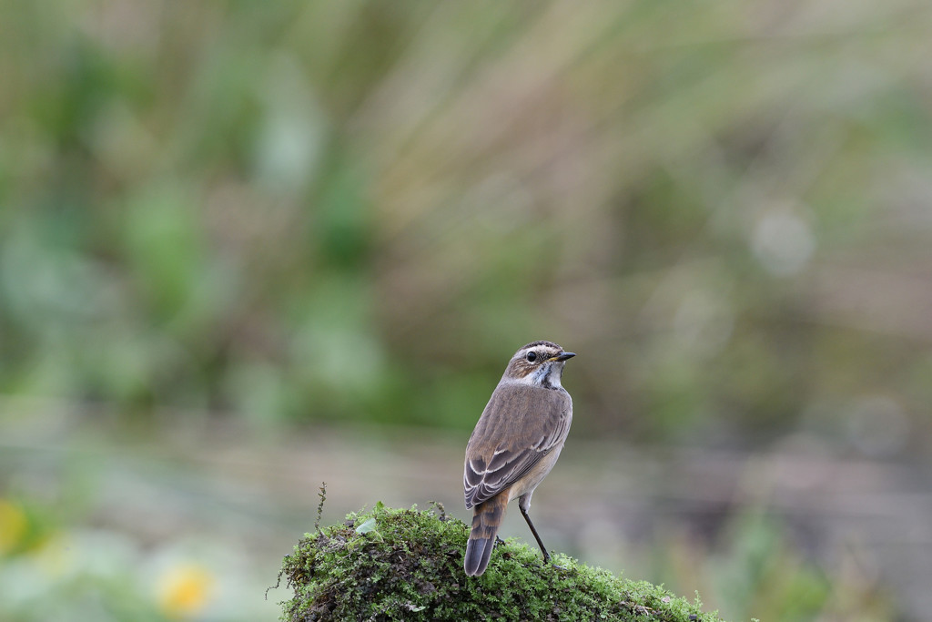 オガワコマドリ