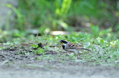 食え食え！！！