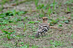 来ないで～～～～