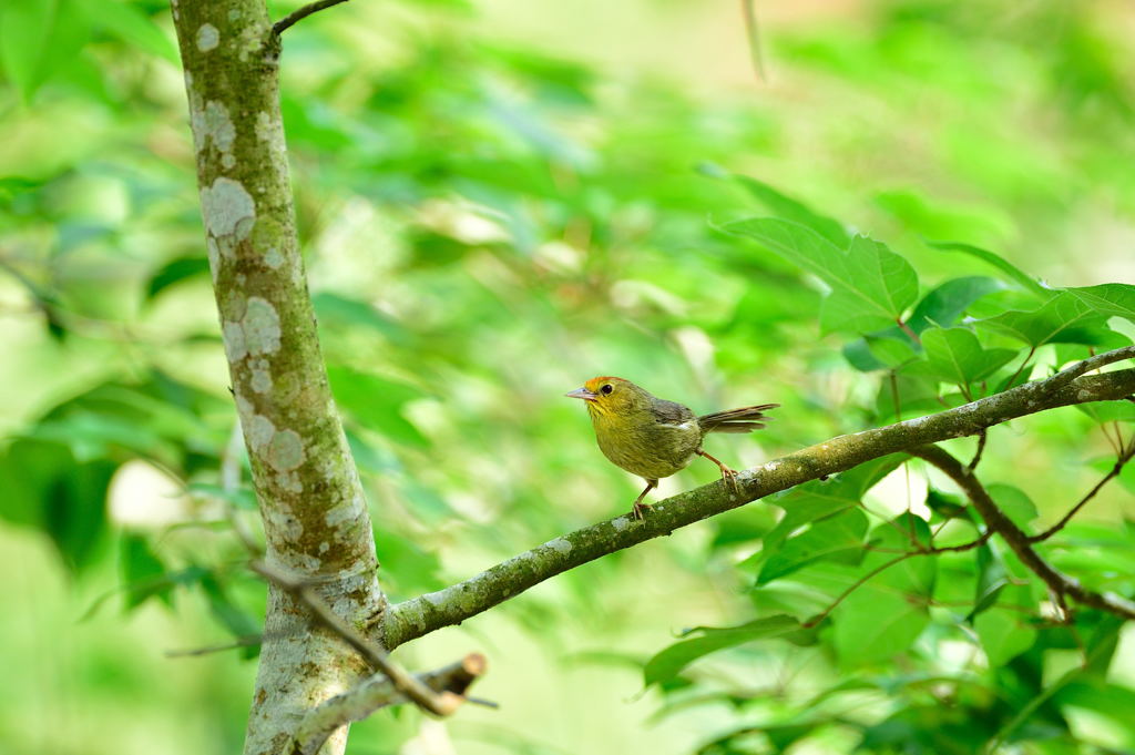 ズアカチメドリ