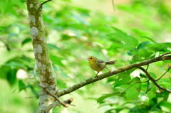 ズアカチメドリ