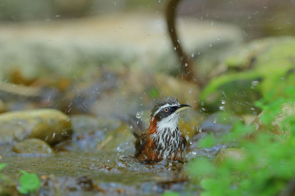 お風呂時間ですよ