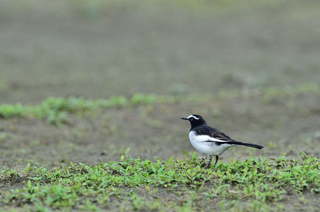 日本から友たち