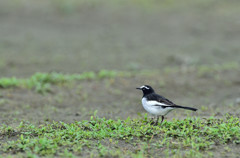日本から友たち