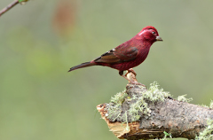 アングリーバード