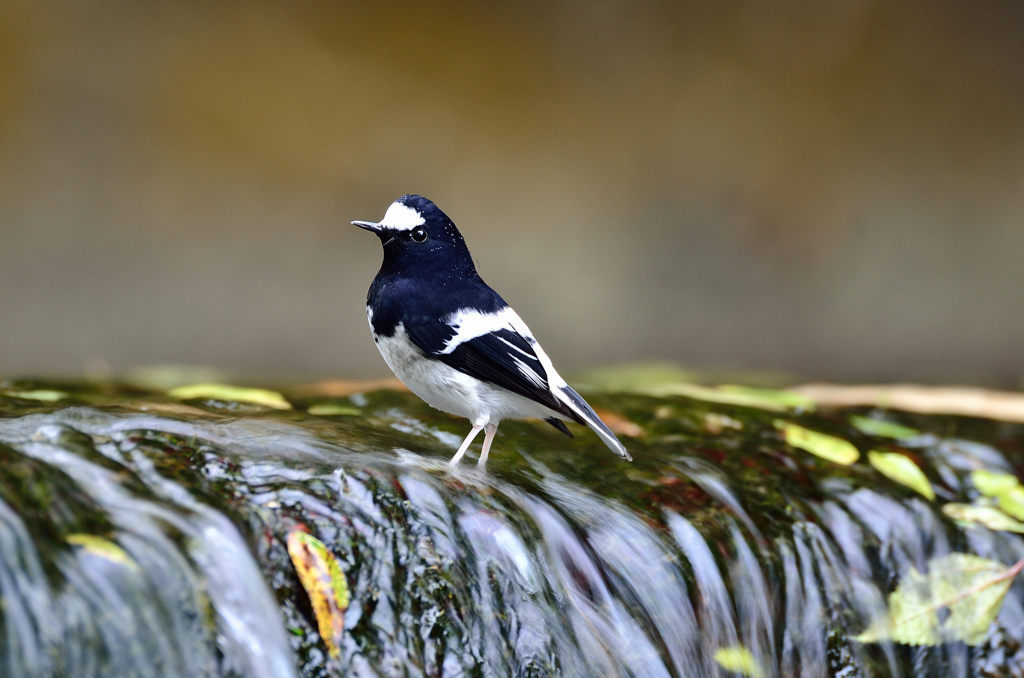 シロクロの世界？？