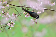 花見のミミジロ