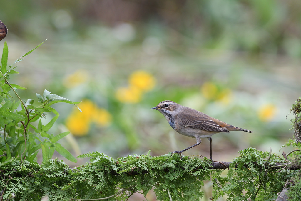 オガワコマドリ