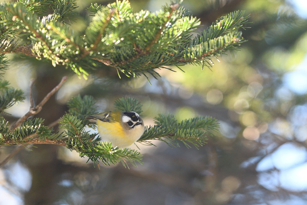 ニイタカキクイタダキ
