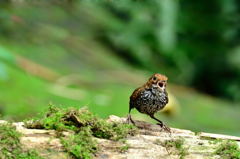 お、え、う、あ～～～～