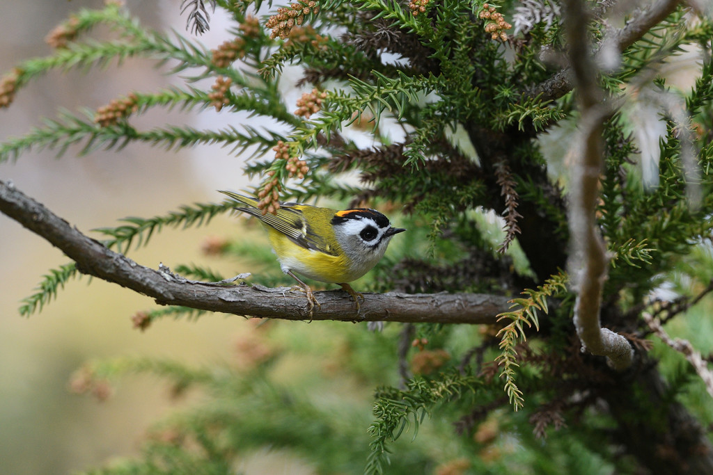 ニイタカキクイタダキ