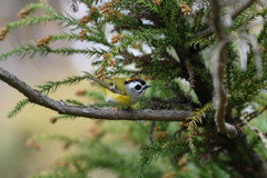 ニイタカキクイタダキ