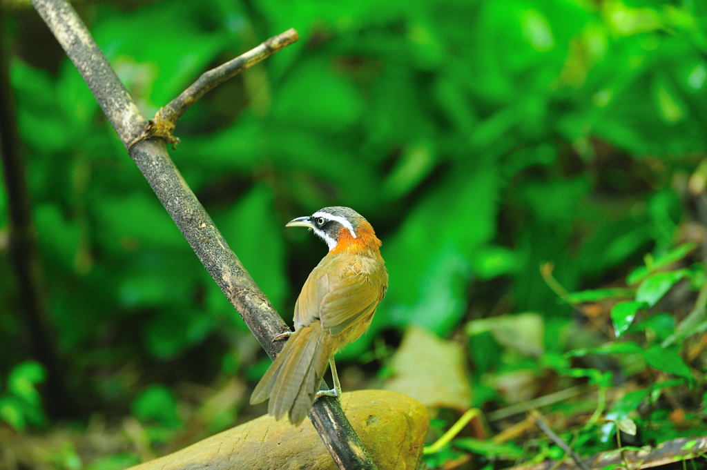 Pomatorhinus ruficollis