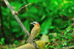 Pomatorhinus ruficollis