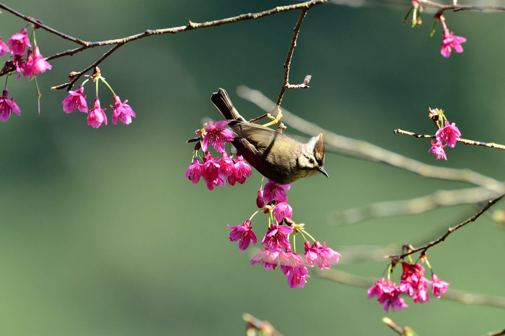 花蜜大好きさん