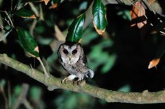 何かよう？？？