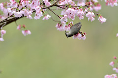 花見のカンムリ