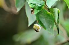 ハイ、ここにいるよ