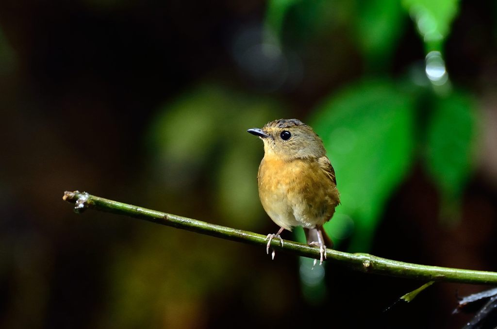 期待しています