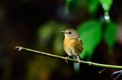 期待しています