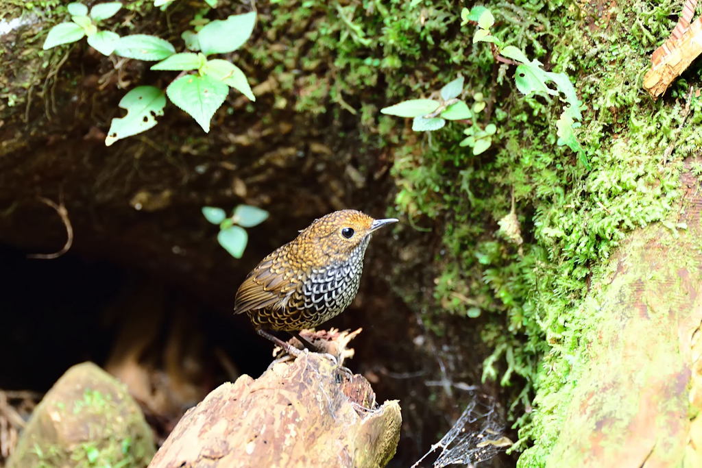 Taiwan Wren-babbler-2