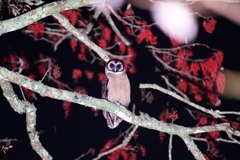 オオフクロウ