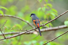 はいぃ、ちーず－２