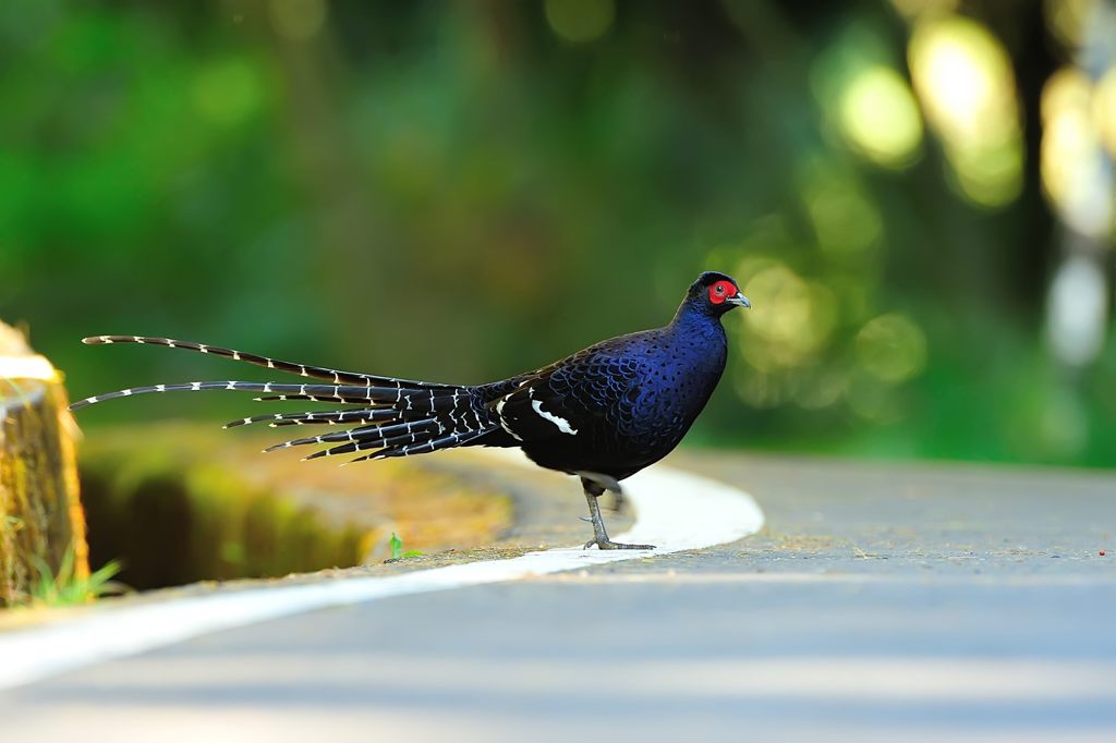 帝雉（テイキジ）-1