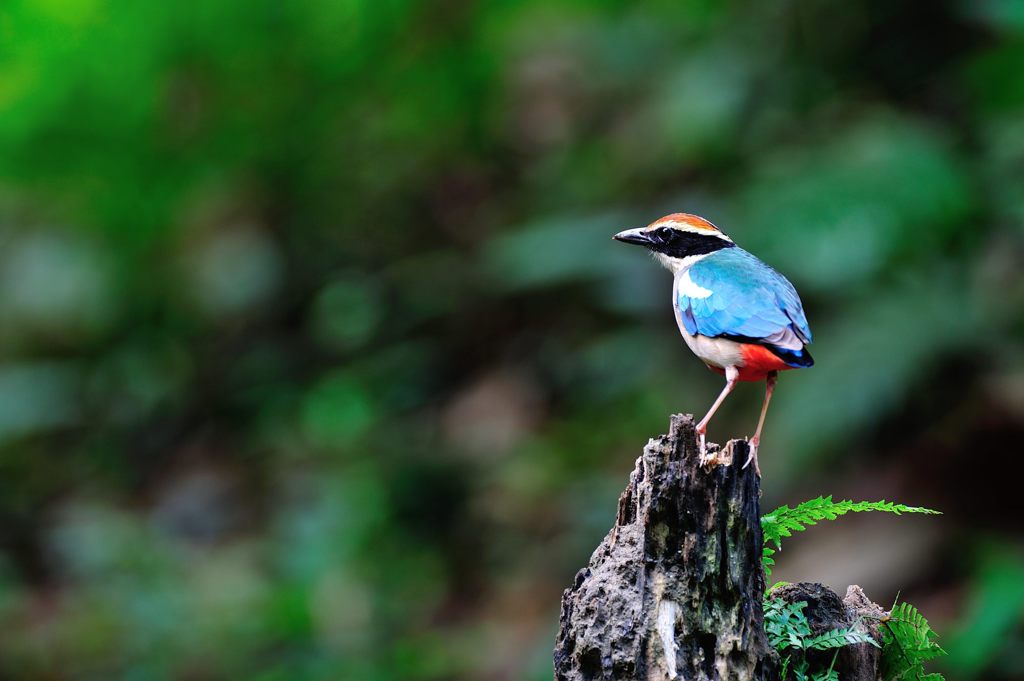 バックからの目線