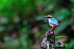 バックからの目線