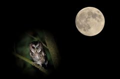 今日は中秋だよ～～～