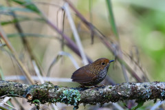 タカサゴミソサザイ