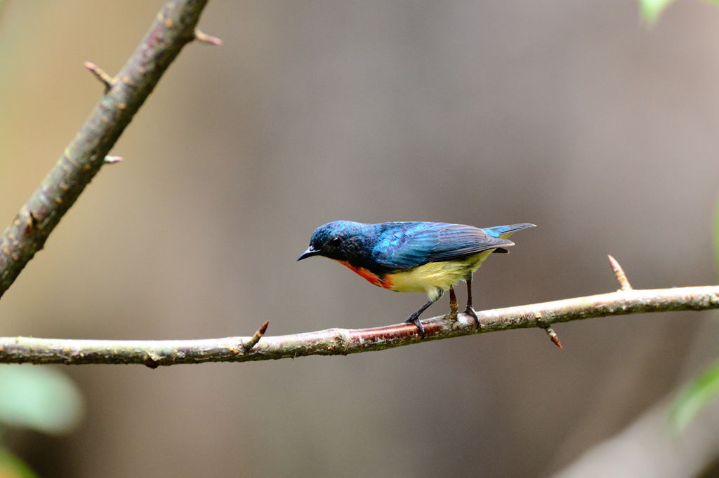 ちょっと痒いですので