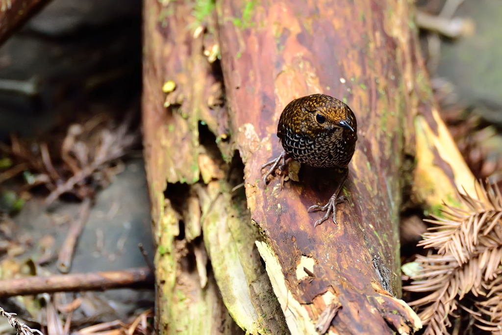 Taiwan Wren-babbler-1